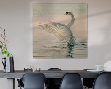 Zwaan in ochtenlicht. van Nico Boersma