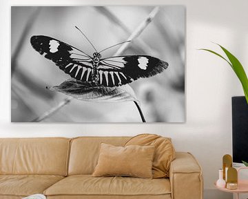 Butterfly in silence