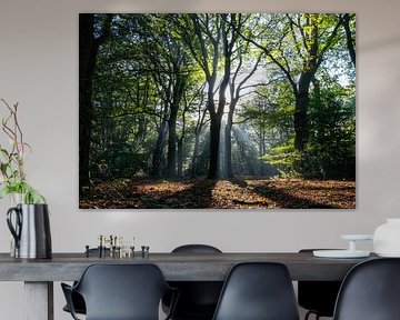 Le test de la forêt 1 sur Vendura Vista
