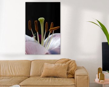 Fleur d'étamine sur JeVois NL Lesley Voois