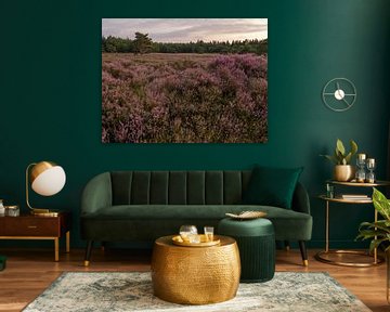 View of heathland field  von Frank Hoekzema