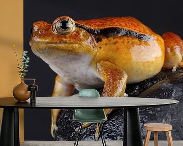 Madagascar Tomato Frog (Dyscophus antongilii) by Ronald Pol