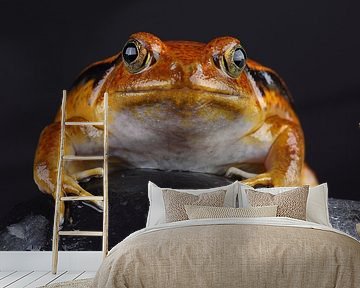 Madagascar Tomato Frog (Dyscophus antongilii) by Ronald Pol