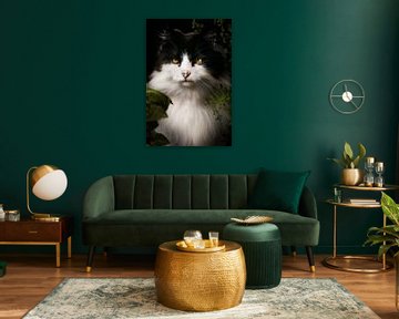 Mystieke Blik van een Zwart-Witte Kat