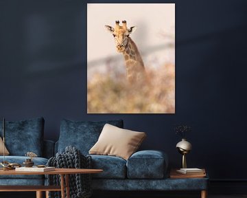 Nieuwsgierige giraffe in pastel | Natuurfotografie Wildlife Afrika