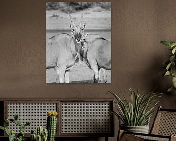 Eland antilopen in Afrika in zwart wit | Natuurfotografie Wildlife