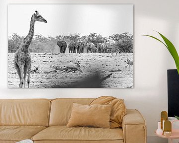 De olifanten komen! | Natuurfotografie Wildlife Zwartwit