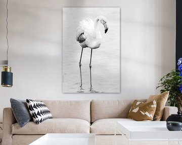 Flamingo in zwart wit | Natuurfotografie