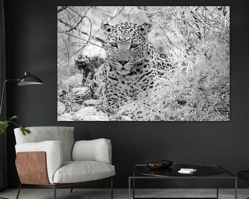 Luipaard achter een struik in zwart wit | Wildlife Natuurfotografie Afrika