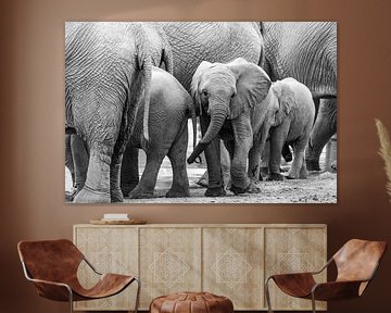 Baby olifant tussen de volwassenen in zwart wit | Wildlife Natuurfotografie Afrika