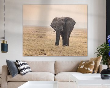 Grote olifant op savanne in pastelkleuren | Afrika Wildlife