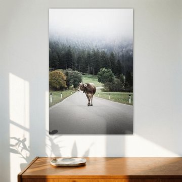 Allgäukuh auf Landstraße