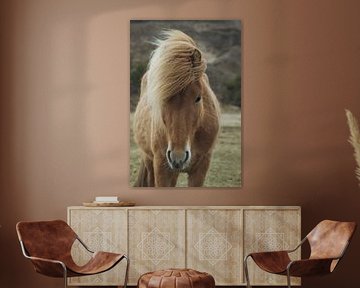 Light brown Icelandic horse