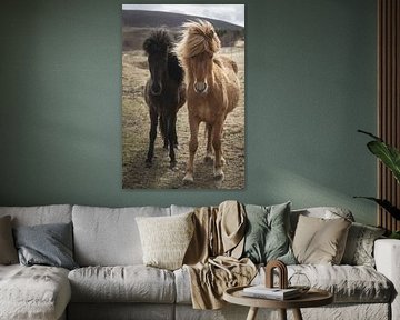 Two Icelandic horses