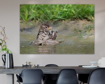 Bathing sparrow by Petra Vastenburg