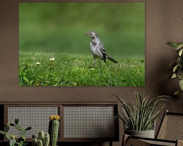 White wagtail in the grass by Petra Vastenburg