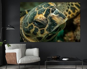 Schildpaddenkop, Rode Zee, Egypte van Travel Tips and Stories