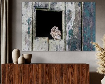 Steenuil (Athene noctua) van Ronald Pol