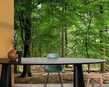 Sunlight in the forest III by Corinne Welp