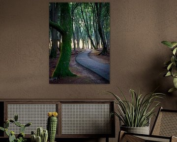 Winding path in forest by Thijs Friederich
