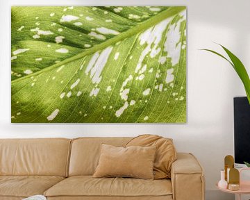 Green and white leaf