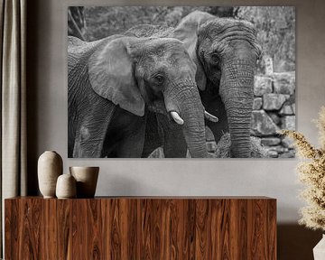 Éléphants au Safaripark Beekse Bergen en noir et blanc sur David van der Kloos