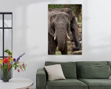 Éléphants au Safaripark Beekse Bergen sur David van der Kloos