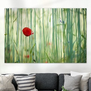 Klaproos  van Lucia Kerstens