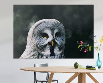 Majestic Owl