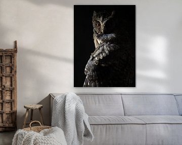 Majestic Owl