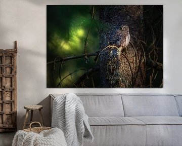 Majestic Owl