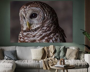 Majestic Owl