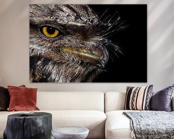 Majestic Owl