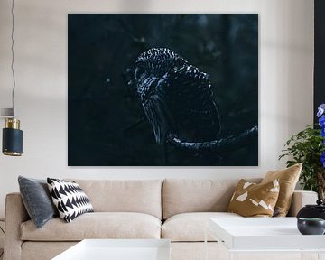 Majestic Owl