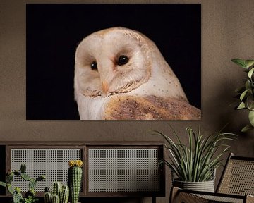 Majestic Owl