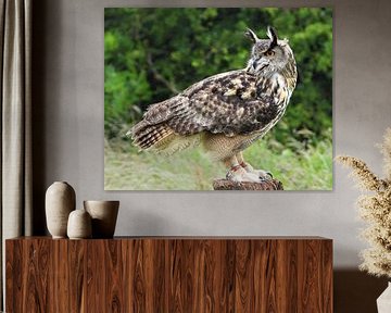 Majestic Owl