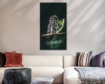 Majestic Owl