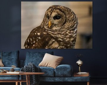 Majestic Owl