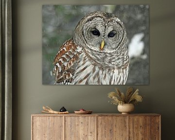 Majestic Owl