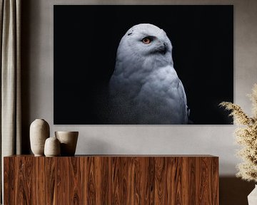 Majestic Owl