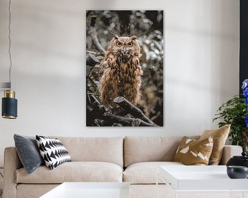 Majestic Owl