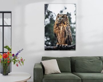 Majestic Owl