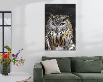 Majestic Owl