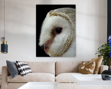 Majestic Owl