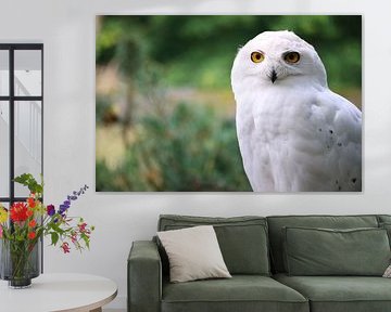 Majestic Owl