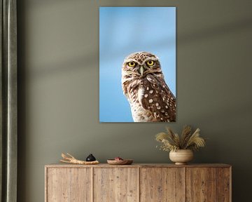 Majestic Owl