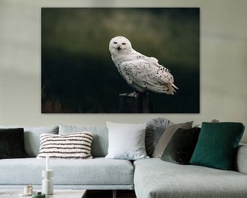 Majestic Owl