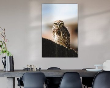 Majestic Owl