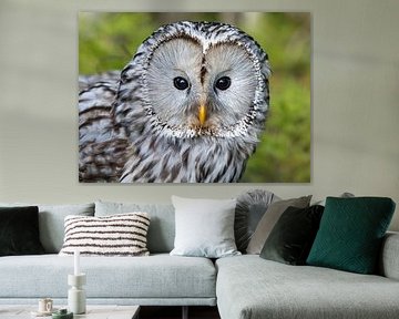 Majestic Owl