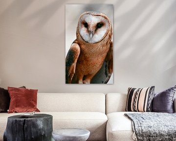 Majestic Owl